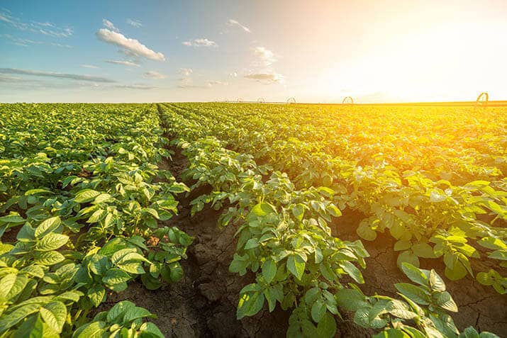 Potato Field